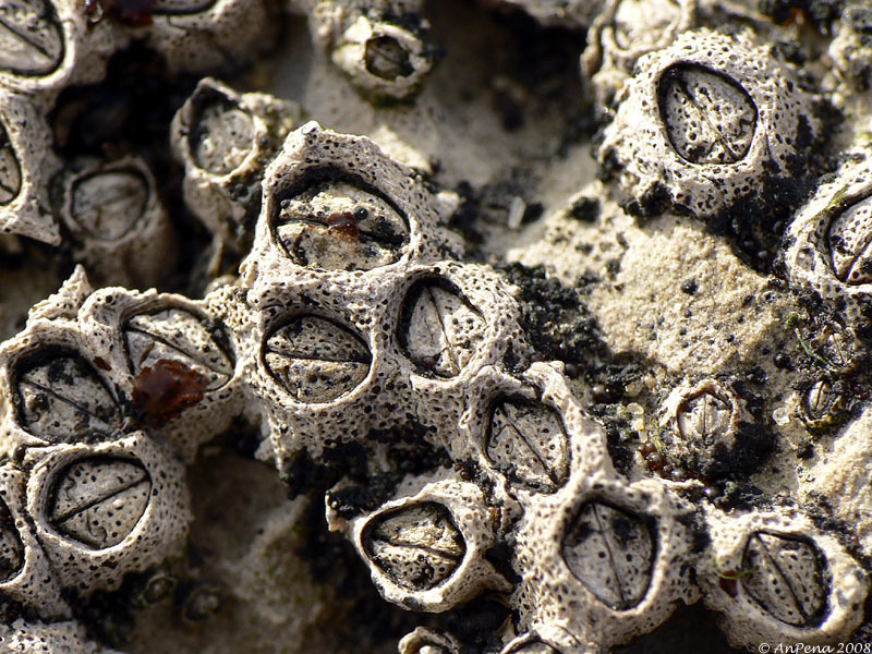 Montagu's Stellate Barnacle (Intertidal species of NE Atlantic ...