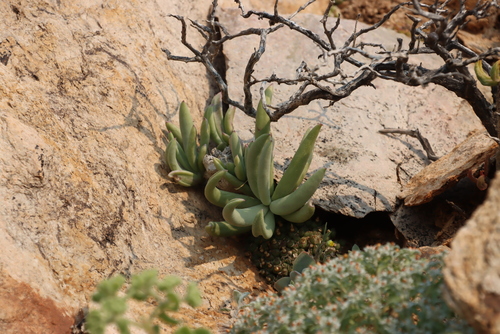 Kleinia cephalophora (Kleinia cephalophora)