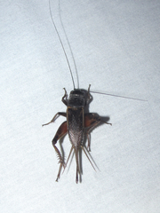 Gryllus texensis