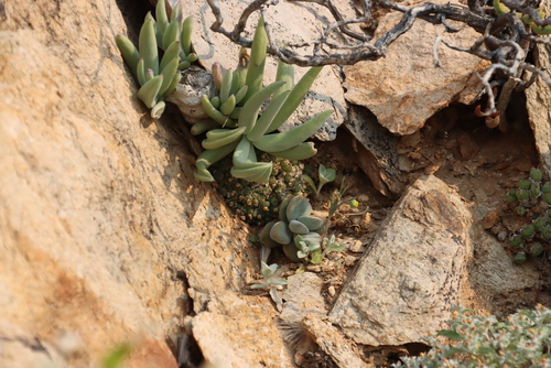 Kleinia cephalophora, photograph 1