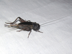 Gryllus texensis