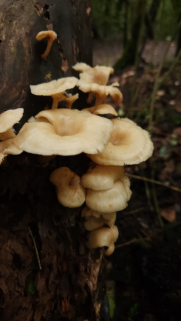 Clitocybula dusenii · September 2023 · photo: © laflorifunga_ (iNaturalist, cc-by)