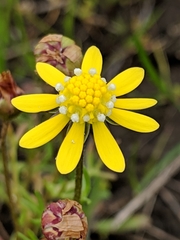 Blennosperma nanum