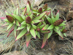 Orostachys maximowiczii