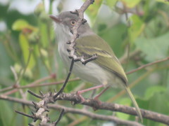 Hemitriccus margaritaceiventer