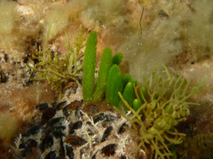 Caulerpa brownii