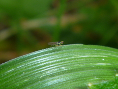 Cerodontha angustipennis