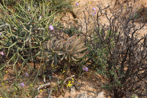 Image of Pegleg Butterbush (Tylecodon wallichii) by (c) Tony Rebelo, some rights reserved (CC BY-SA)