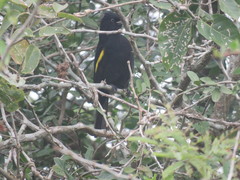 Cacicus chrysopterus