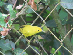 Setophaga petechia image