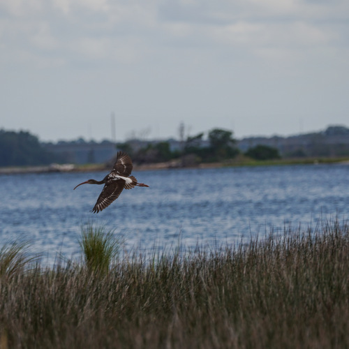 Ibis blanc, jeune