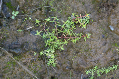 Crassula aquatica