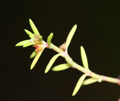 Crassula aquatica