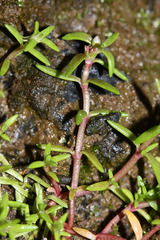 Crassula aquatica
