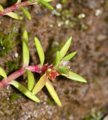 Crassula aquatica