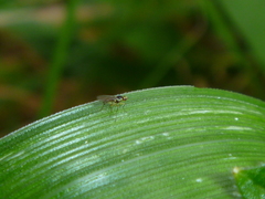 Cerodontha angustipennis