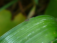 Cerodontha angustipennis