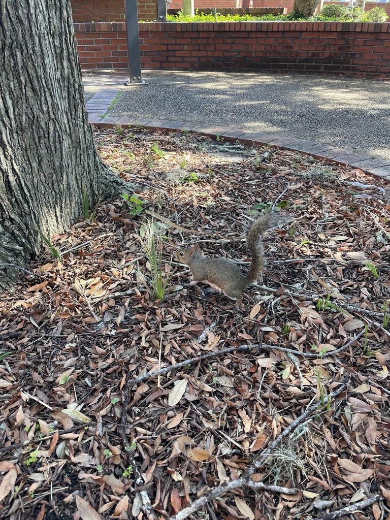 Eastern Gray Squirrel from University of Florida, Gainesville, FL, US