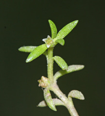Crassula aquatica