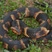 Banded Watersnake - Photo (c) johnwilliams, some rights reserved (CC BY-NC), uploaded by johnwilliams