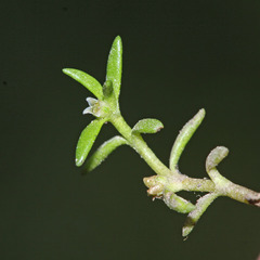 Crassula aquatica