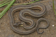 Nerodia clarkii clarkii