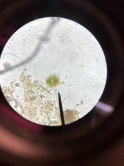 Micrasterias truncata