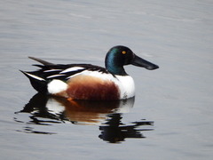Spatula clypeata