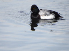 Aythya affinis