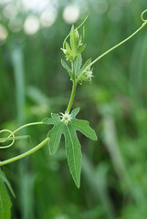 Actinostemma tenerum