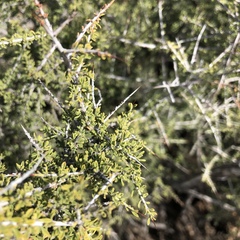 Condalia warnockii