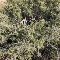 Condalia warnockii