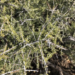 Condalia warnockii