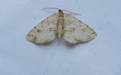 Melanolophiini