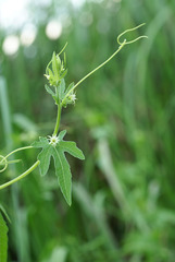 Actinostemma tenerum