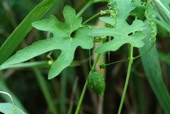 Actinostemma tenerum