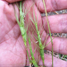Barbed Goat Grass - Photo (c) Joel E, some rights reserved (CC BY-ND), uploaded by Joel E