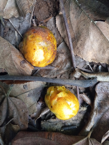 Spondias mombin - Whole tree