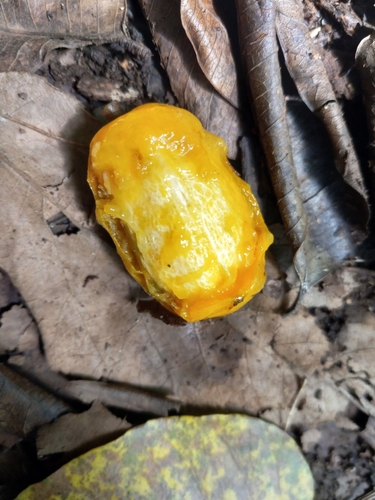 Spondias mombin - Fruit