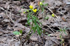 Ranunculus monophyllus