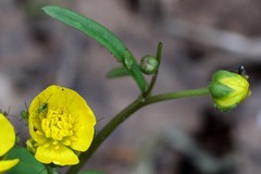 Ranunculus monophyllus