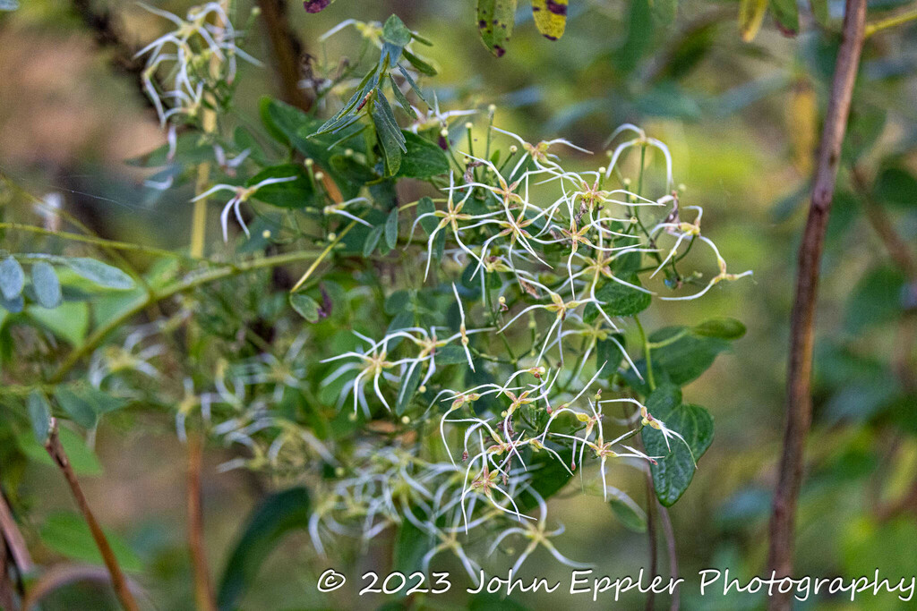 fragrant virgin'sbower from 14050 Dawson Beach Rd, Woodbridge, VA 22191, USA on September 21