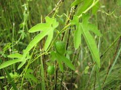 Actinostemma tenerum