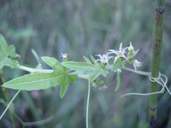 Actinostemma tenerum
