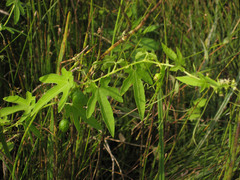 Actinostemma tenerum