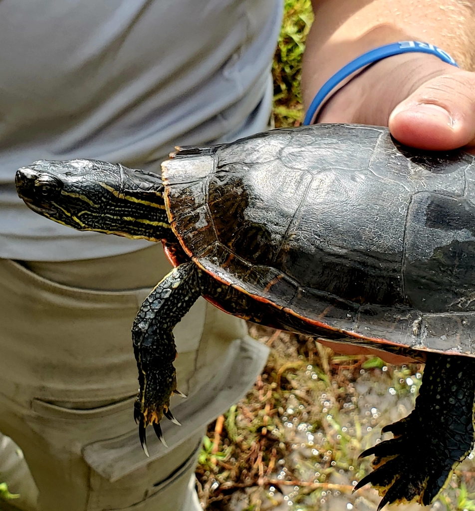 Painted Turtle from Pleasant View, KS, USA on September 22, 2023 at 02: ...