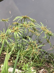 Cyperus alterniflorus