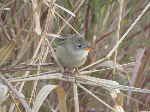 Lesser Grass Finch (Emberizoides ypiranganus), photo 1