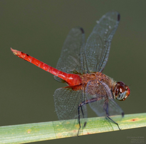 Red-tailed Pennant photo 6