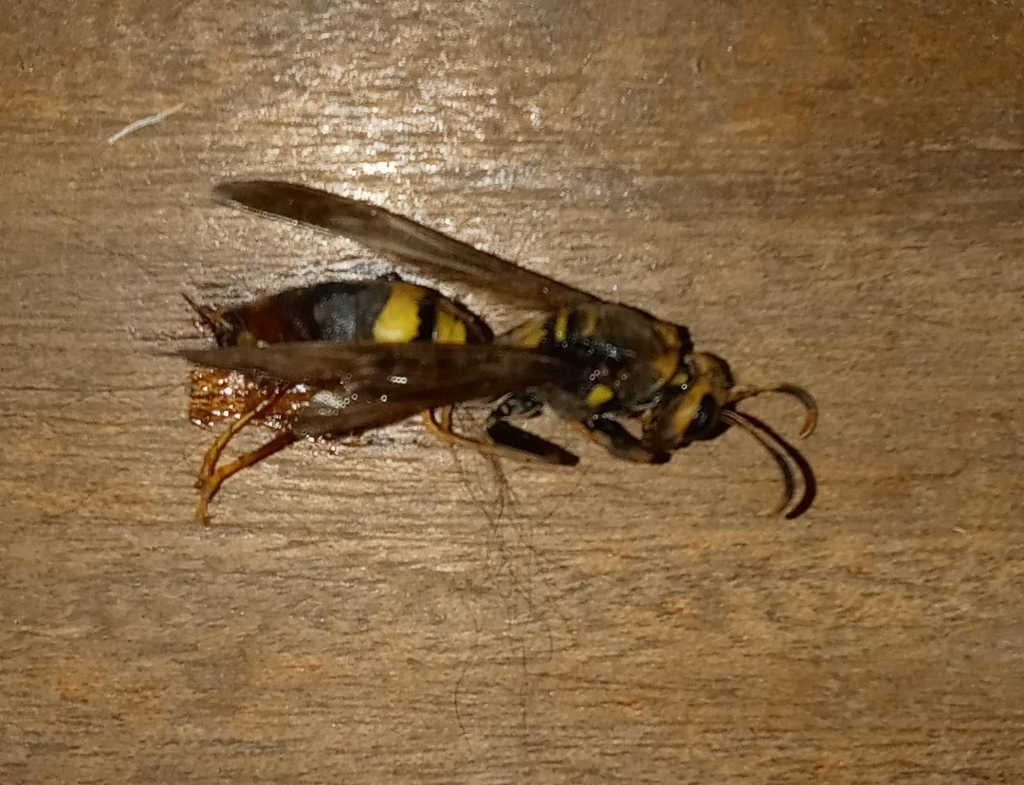 Polistes maranonensis